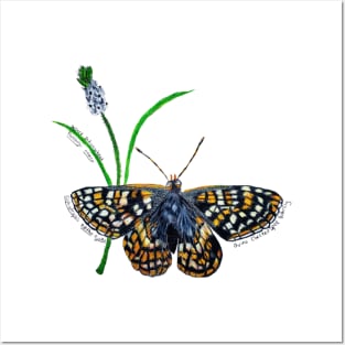 Endangered Quino Checkerspot Butterfly Posters and Art